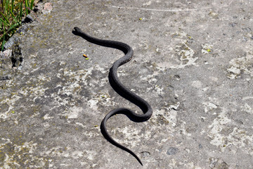 A beautiful gray snake crawls on a concrete slab.