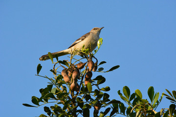 Mockingbird