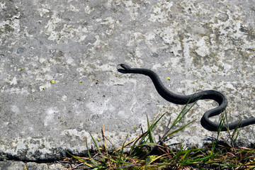 A beautiful gray snake crawls on a concrete slab.