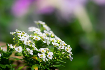 White Allysum Flowers