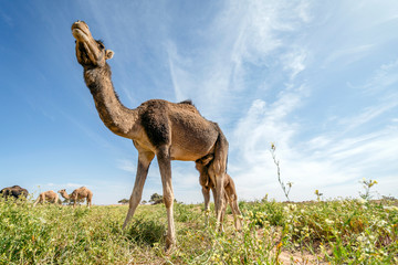 Herd of dromedary camels grassing in Morocco, Africa