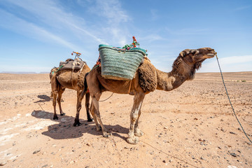 Dromedary camels standing on Sahara desert in Morocco.