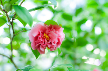 Blossoms of pink camellia , Camellia japonica in garden.