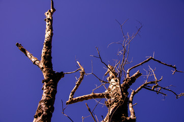 dead tree branches