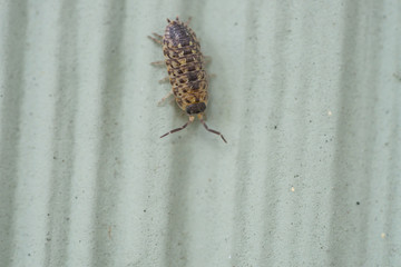 Brickwork Woodlouse in Springtime