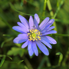 Obraz premium fleur bleue au cœur jaune