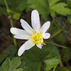fleur blanche sauvage, 