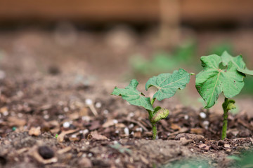 Green Bean Seedlings