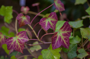 Colorful leaf ivy. Ivy plant in the garden.