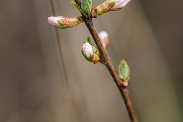 Nanking Cherry Flower Buds in Springtime