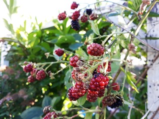Branches with unripe blackberries, in the garden.