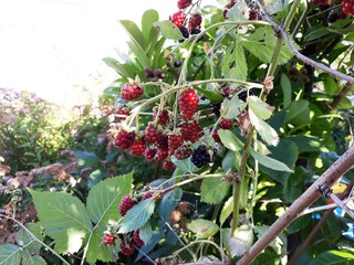 Branches with unripe blackberries, in the garden.