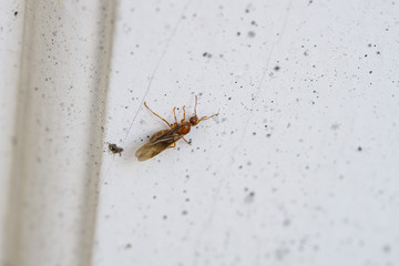 Small Honey Ant in Springtime
