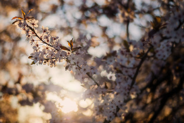 Białe kwiaty na drzewie skąpane w promieniach zachodzącego słońca. © Artur Wojtczak 