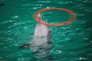 Delfin im Zoo © andy