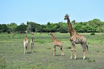 Naklejka na ściany i meble giraffes in wetland nature park in Sauth Africa