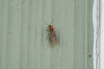Small Honey Ant in Springtime