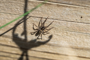 Brush Legged Wolf Spider in Springtime
