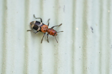Checkered Beetle in Springtime