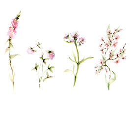 Naklejka na ściany i meble Hand drawing watercolor set of wild flowers. illustration isolated on white