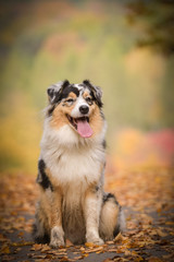 Australian shepherd is sitting on the way in nature.  She is after running so she is so happy