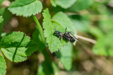 Small Carpenter Bees Mating in Springtime