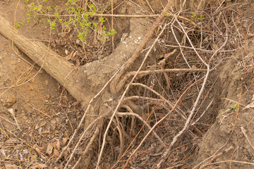 Tree down to the ground with the roots out. Natural disasters concept