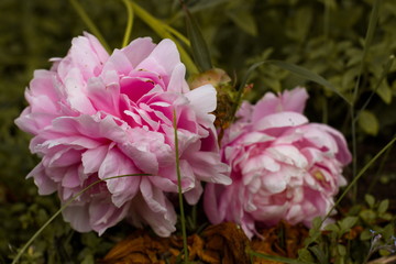pink peony flower