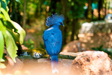 Unusual Crowned Pigeon in a green park. beauty of nature. Bird watching