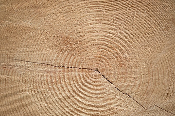 Detailed texture of annual ring on wooden beam