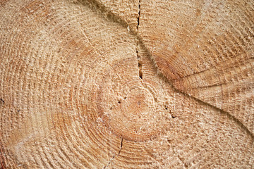 Fototapeta premium Detailed texture of annual ring on wooden beam