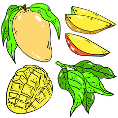 Color vector illustration with mango, slices and green leaves on white background. Isolated set. Good for printing. Postcard and logo elements. Tropical exotic fruits.
