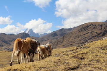 Pack horses in the Andes