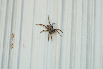 Thin Legged Wolf Spider in Springtime
