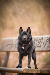 Autumn portrait of schipperke puppy on brench. She is so cute animal with very nice face.