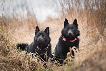 Young females of schipperke is sitting in dry reed. They are so patient models.