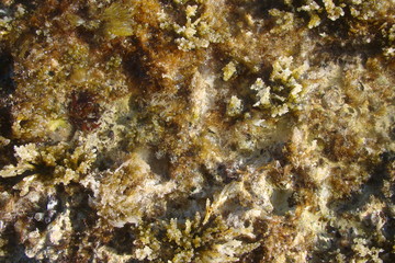 Seaweed on the sea stones.