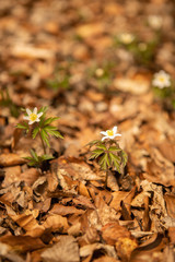 White wildflowers in a forest leaves
