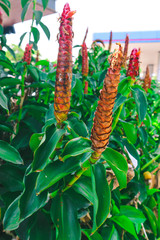 Flower and tree garden