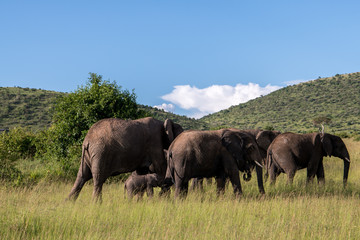 Elephant family 