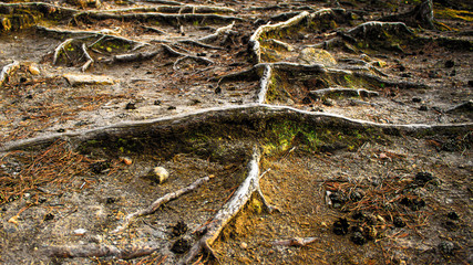 powerful tree roots curl along the ground. land in the forest .