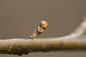 Mulberry Leaf Bud and Scar in Springtime