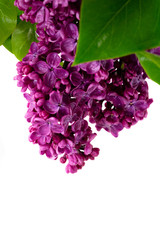 Fresh lilac flowers