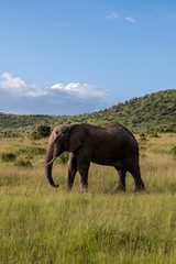 Fototapeta premium Elephant III
