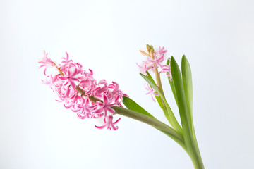 Naklejka premium Hyacinth inflorescence with small pink flowers isolated on a white background.