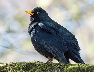 Amsel Porträt