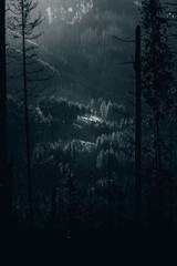 Illuminated trees in the valley © Adam