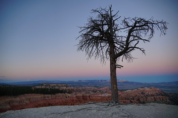 Tree on the rim of Bryce Canyon National Park. Shot right after runset.