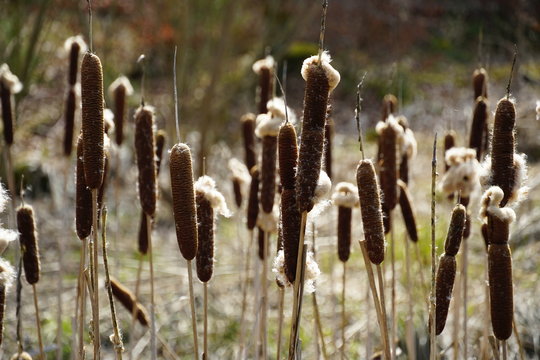 Typha in Schoenbuch nature reserve, Germany.