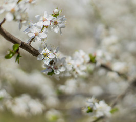 Obraz premium spring time poster tender concept bloom white flowers on tree branch april season